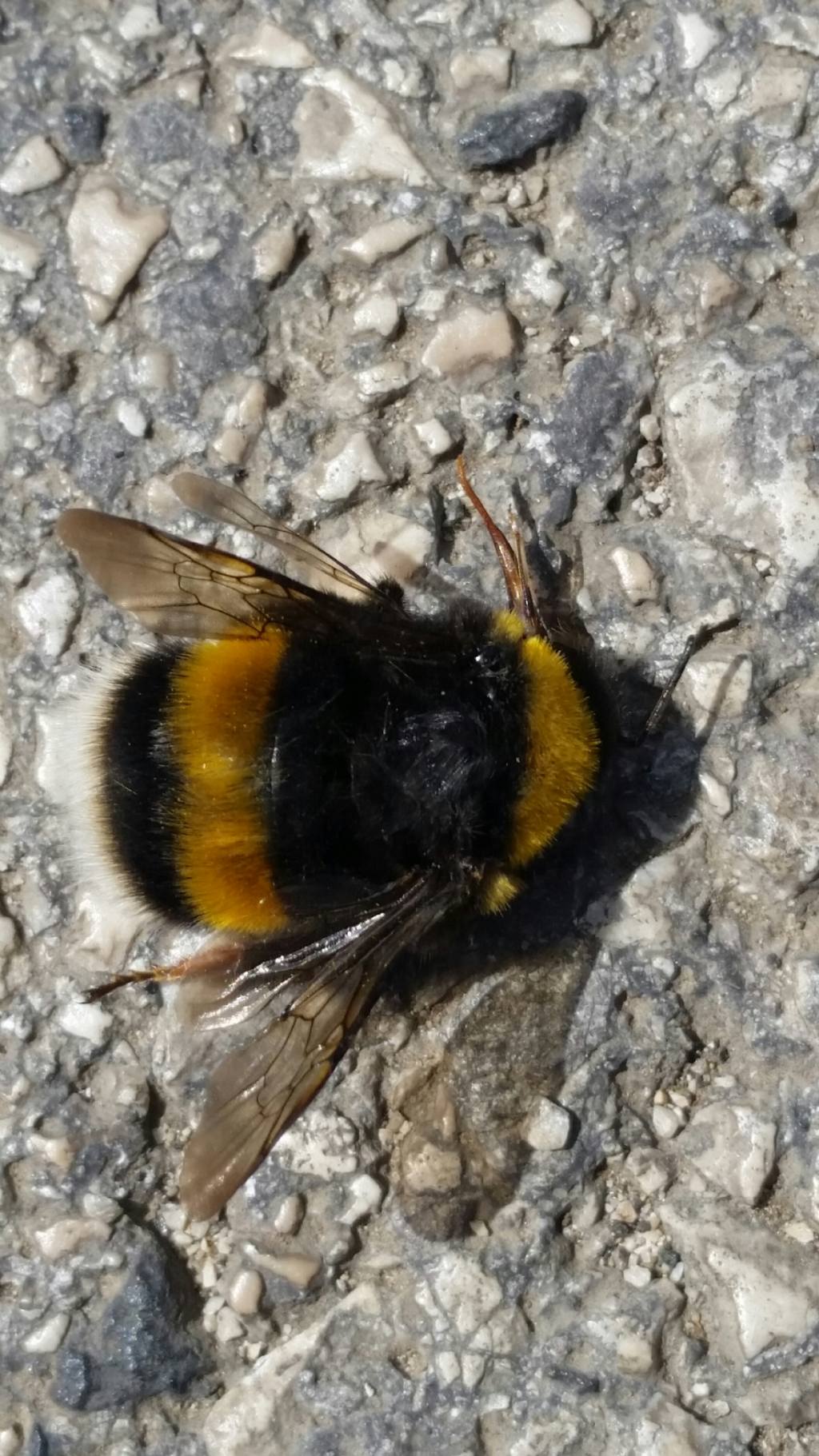 Calabrone? No, è un bombo: Bombus (Bombus) gr. terrestris (Apidae)